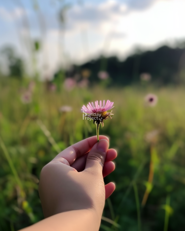 60cm M2 kwiatek zerwany na łące grafika do pobrania stokrotka w ręku, kwiat zerwany na łące
